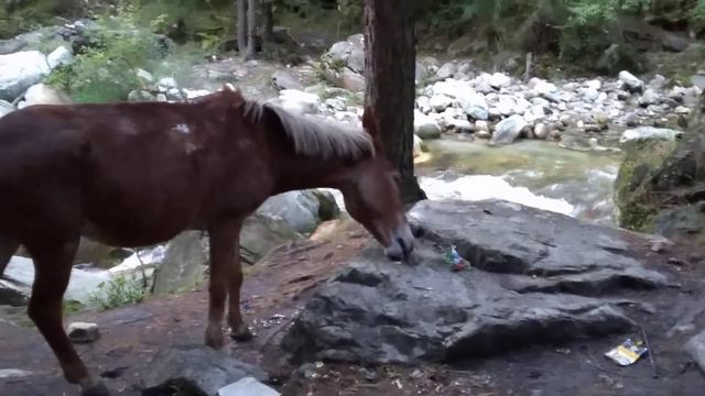 Кушает соль)) смотреть онлайн