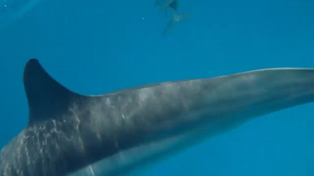 Mars Alam - Dolphins House смотреть онлайн