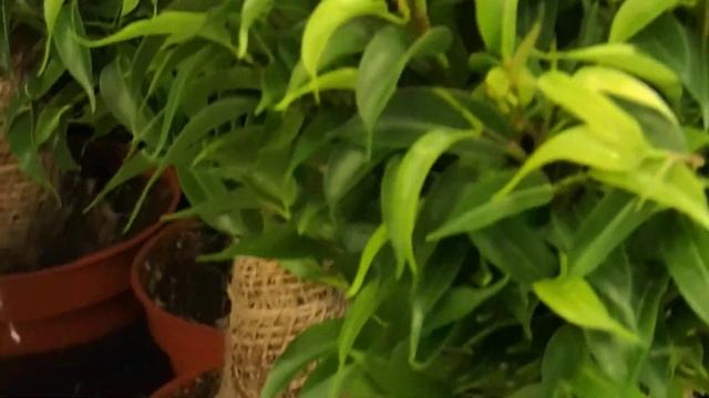 Ficus benjamina Kinki смотреть онлайн