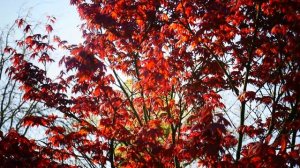 Японский декоративный красный клен.(Acer japonicum)