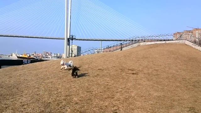 Весна...игры мальтеза и йорк смотреть онлайн