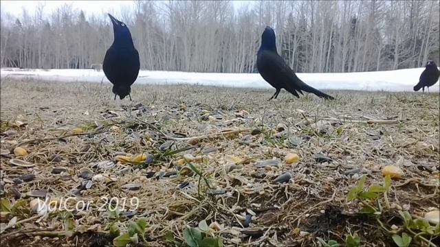 Common Grackles Showing Off смотреть онлайн
