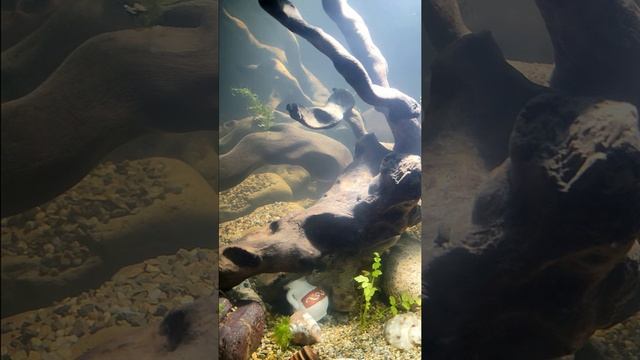 Бойцовские рыбки смотреть онлайн