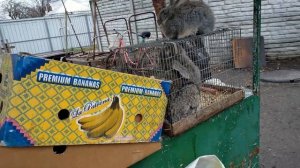 КРОЛИКИ//СКОЛЬКО ЖЕ СТОИТ КРОЛИК НА РЫНКЕ??