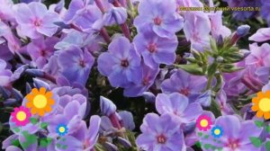 Флокс метельчатый Юник Муви. Краткий обзор, описание характеристик phlox paniculata Younique Mauve