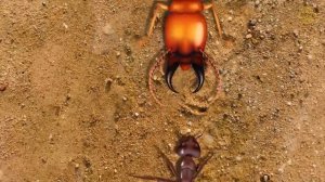 Когда муравей встречается с термитом, начинается эпическое сражение