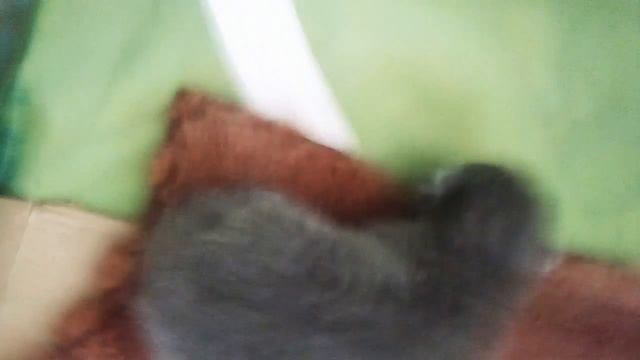 Милый котёнок смотреть онлайн