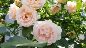 РОЗА АМАРЕТТО и ее кремово-розовое цветение / ROSE AMARETTO and its delicate bloom / ROZI MIRA