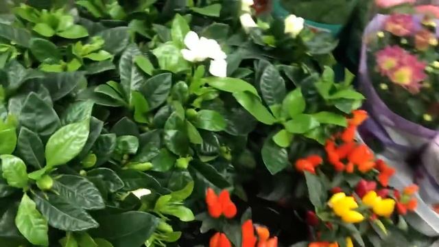 Новый завоз Цветов в Леруа Мерлен! смотреть онлайн