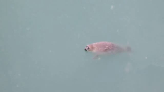 Тюлень Василий / Seal Vasiliy / 2015 смотреть онлайн