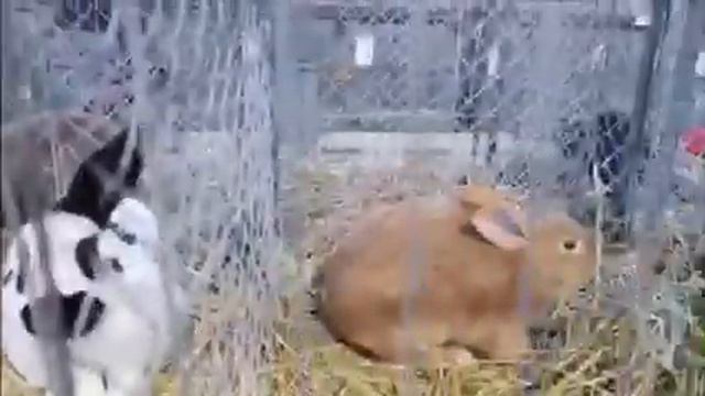 Выставка-ярмарка кроликов в Германии 2018 смотреть онлайн