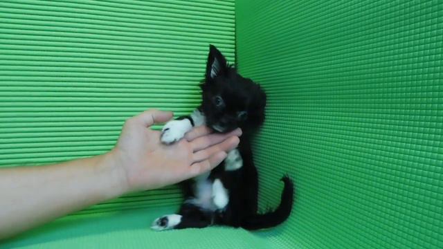 ПРОДАЮ - МАРИ МИСТИК ТАУРИКА - 3 МЕС 1 НЕД #КУПЛЮЧИХУАПРОДАМЩЕНКА смотреть онлайн