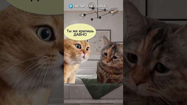 Задремала #мем #мыкотики #приколы #юмор #разговор #анекдот #шутки #котики смотреть онлайн