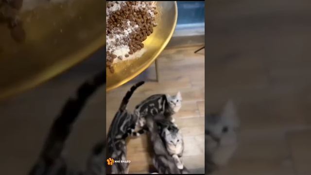 video-1681669150 смотреть онлайн