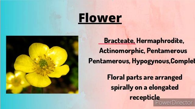 Ranunculaceae Family ?️ || Floral diagram and formulas || Taxonomy || Economic importance || смотреть онлайн