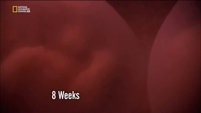 Жизнь до рождения Однояйцевые близнецы In The Womb Identical Twins (русская озвучка)