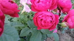 Роза Бенджамин бриттен. Лето 2021г.