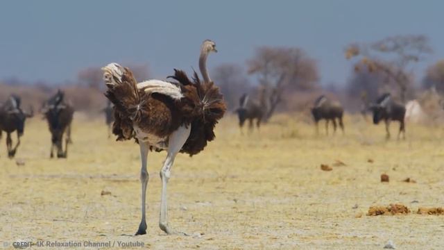 15 Deadliest Birds On The Planet смотреть онлайн