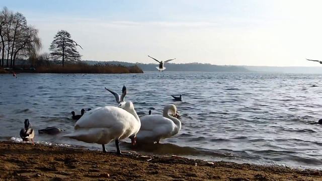 Дикая природа - мишки, птицы и др., животные. || Жизнь в лесу смотреть онлайн