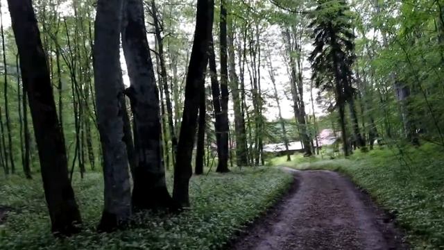 Чабрец, сныть, цветение черемши, живучка и ятрышник. смотреть онлайн