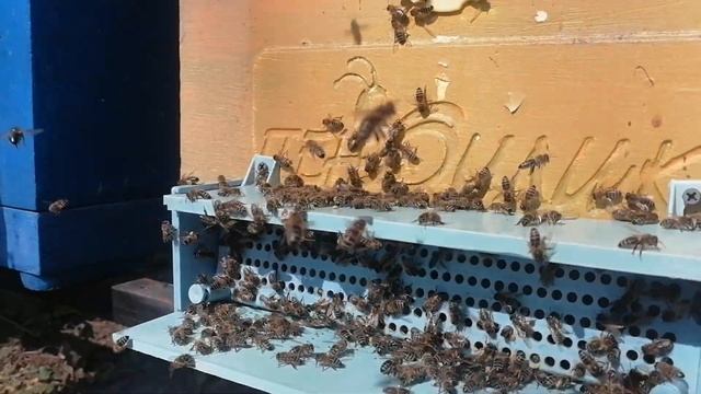 Установил пыльцесборники, сделал поилки для пчёл (22.04.2023)