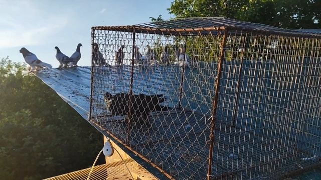 Приучение молодых голубей к голубятне смотреть онлайн