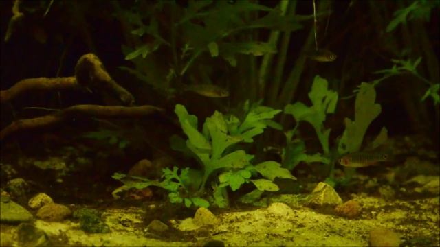 Danio erythromicron in Biotope Aquarium смотреть онлайн
