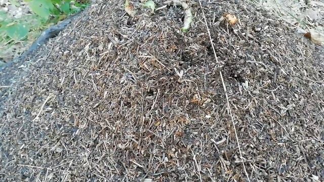 Прогулка по лыжной базе. Варенье без воды.