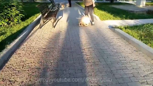 Первая прогулка щенка золотистого ретривера смотреть онлайн