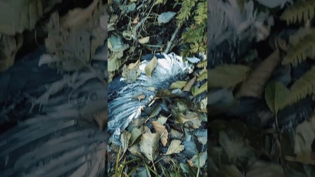 ПОВСТРЕЧАЛИ МЁРТВОГО ВОРОНА, СИМВОЛЫ И ЗНАКИ #мистика смотреть онлайн