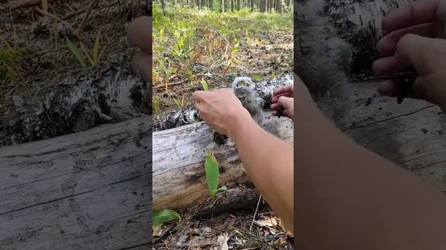 Сову сплюшку плющит // Otus scops смотреть онлайн