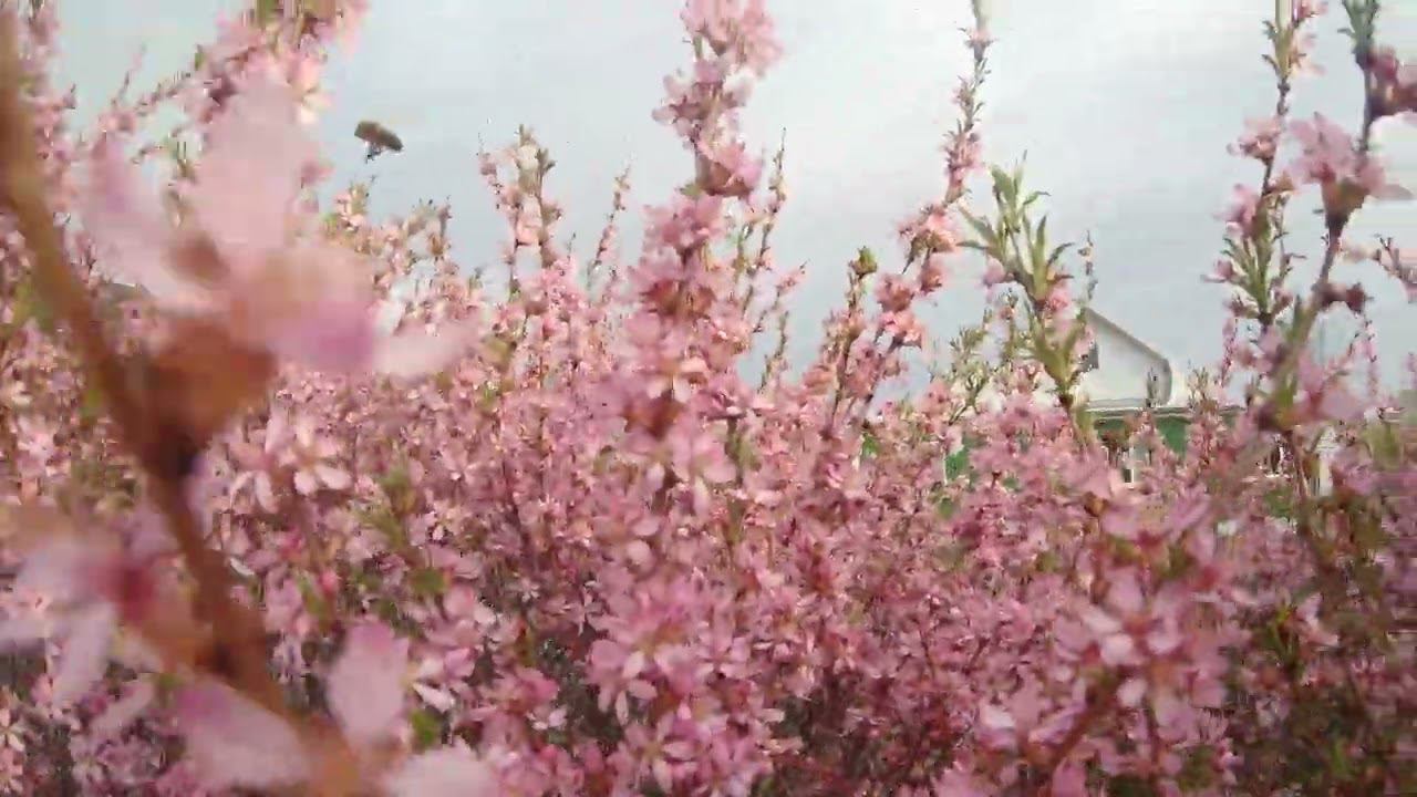 Пчёлы купаются... смотреть онлайн