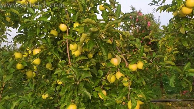 ЭТАЛОН ВКУСА!!!Яблоко Голден Делишес (Apple Golden Dellicious).