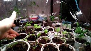 Корневин для рассады.