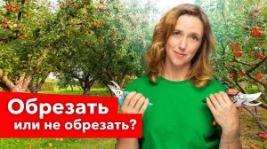 ЧТО БУДЕТ, ЕСЛИ НИКОГДА НЕ ОБРЕЗАТЬ  плодовые деревья?