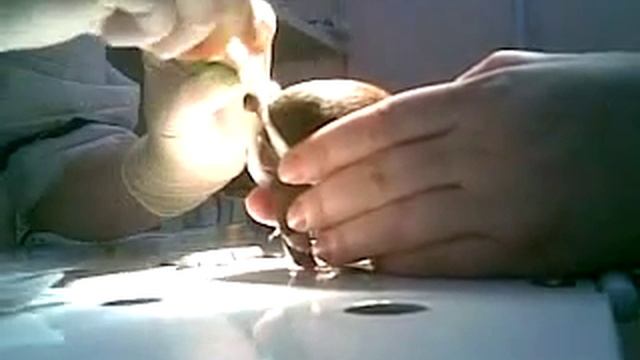 Tail docking. Купирование хвостика у щенка той-терьера. смотреть онлайн