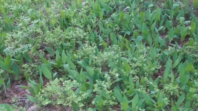 Сезон ландышей запаздывает-пенсионеры затягивают пояса смотреть онлайн