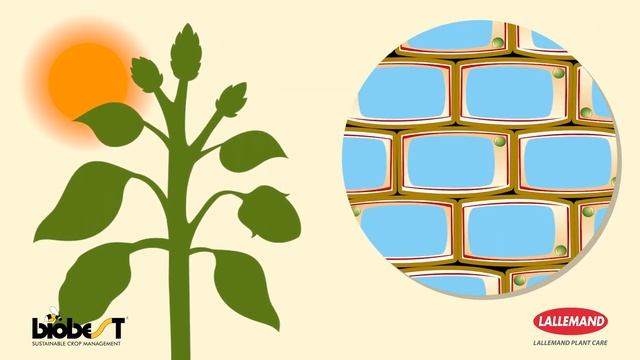 How Does Bluestim From Biobest Work