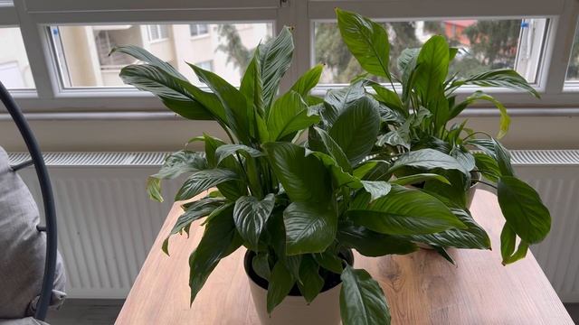 Поливать Спатифиллум из Чайной Ложки смотреть онлайн