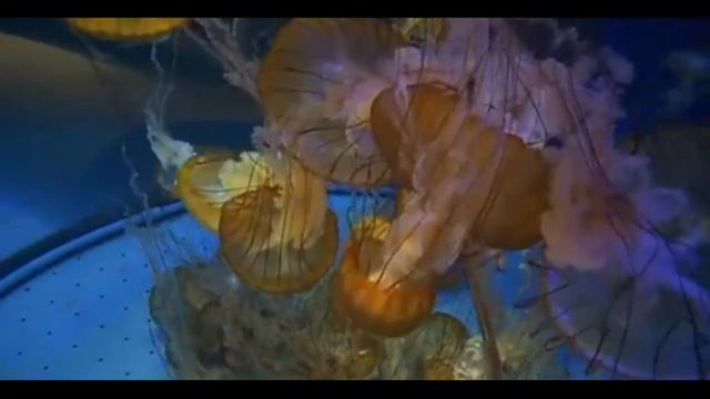 МОРСКАЯ КРАСОТА смотреть онлайн