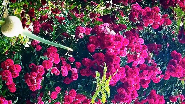 Surah Yasin ( Yaseen ) Beautiful Recitation Of Quran Waqiah Rahman #yaseen  #yasin #tilawat EP30