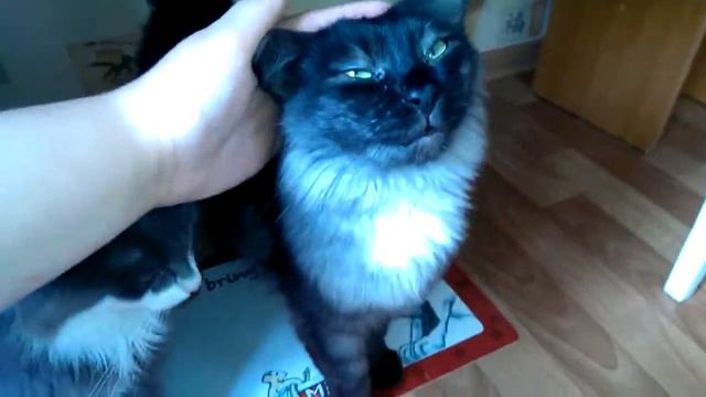 Джуд Лоу, Оливочка и Боря (Минск). смотреть онлайн