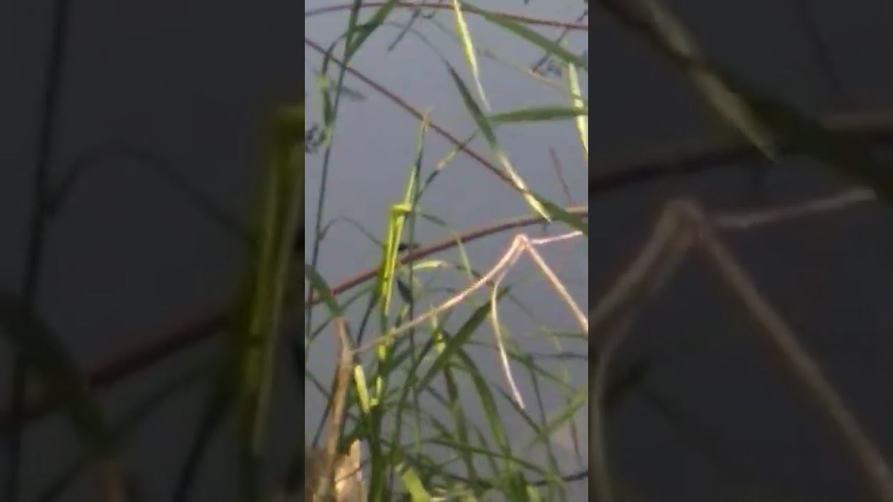 Стрекозы. Мосток. смотреть онлайн