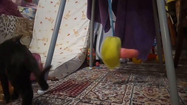 Ориентальный котёнок смотреть онлайн