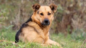 Собака скулит (Звук большой собаки) | (5 Секунд)