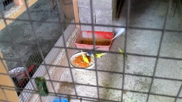 #Вольеры для попугаев. Наведение порядка смотреть онлайн