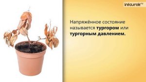 Клеточное строение листа | Биология 6 класс #26 | Инфоурок