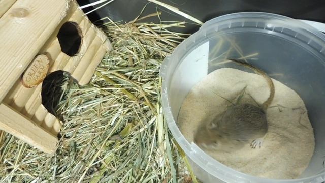 УРА ! У меня ПОЛУЧИЛОСЬ ссадить АГРЕССИВНЫХ песчанок / Монгольские песчанки создали НОВУЮ семью смотреть онлайн