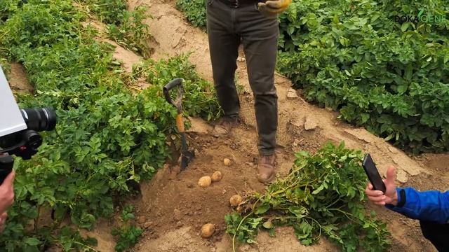 DokaGene сорт семенного картофеля ГЭТСБИ смотреть онлайн