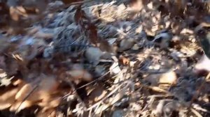 Осенние опята после сильных заморозков.
